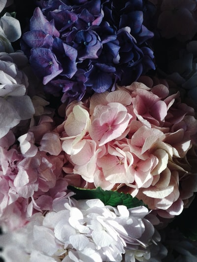 白色和紫色花瓣盛开的特写摄影
